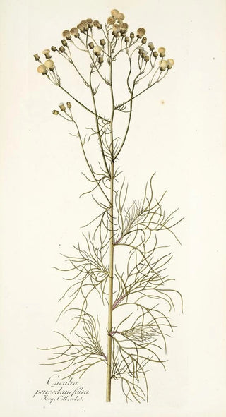 Nikolaus Joseph Freiherr von Jacquin - Cacalia peucedanifolia.webp