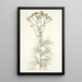 Cacalia peucedanifolia - Nikolaus Joseph Freiherr von Jacquin — framed artwork on a wall