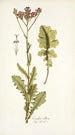 Cacalia villosa - Nikolaus Joseph Freiherr von Jacquin — artwork view