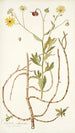 Calendula arborescens - Nikolaus Joseph Freiherr von Jacquin — artwork view