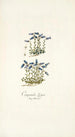Campanula zoysii - Nikolaus Joseph Freiherr von Jacquin — artwork view