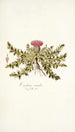 Carduus acaulis - Nikolaus Joseph Freiherr von Jacquin — artwork view