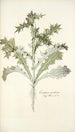 Carduus arabicus - Nikolaus Joseph Freiherr von Jacquin — artwork view