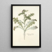 Carduus arabicus - Nikolaus Joseph Freiherr von Jacquin — framed artwork on a wall