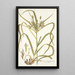 Carex hermaphrodita - Nikolaus Joseph Freiherr von Jacquin — framed artwork on a wall