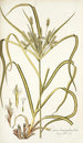 Carex hermaphrodita - Nikolaus Joseph Freiherr von Jacquin — artwork view