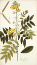 Cassia chinensis - Nikolaus Joseph Freiherr von Jacquin — artwork view