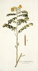 Cassia multiglandulosa - Nikolaus Joseph Freiherr von Jacquin — artwork view