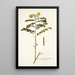 Cassia multiglandulosa - Nikolaus Joseph Freiherr von Jacquin — framed artwork on a wall