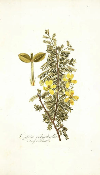 Nikolaus Joseph Freiherr von Jacquin - Cassia polyphylla.webp