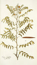 Cassia ruscifolia - Nikolaus Joseph Freiherr von Jacquin — artwork view