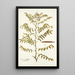 Cassia ruscifolia - Nikolaus Joseph Freiherr von Jacquin — framed artwork on a wall