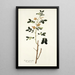 Cassia sennoides - Nikolaus Joseph Freiherr von Jacquin — framed artwork on a wall