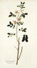 Cassia sennoides - Nikolaus Joseph Freiherr von Jacquin — artwork view