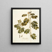 Cassia sensible - Nikolaus Joseph Freiherr von Jacquin — framed artwork on a wall