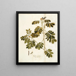 Nikolaus Joseph Freiherr von Jacquin - Cassia sensitiva.webp