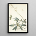 Celosia procumbens - Nikolaus Joseph Freiherr von Jacquin — framed artwork on a wall