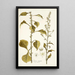 Celosia virgata - Nikolaus Joseph Freiherr von Jacquin — framed artwork on a wall