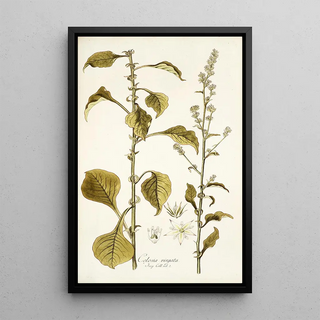 Nikolaus Joseph Freiherr von Jacquin - Celosia virgata.webp