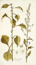 Celosia virgata - Nikolaus Joseph Freiherr von Jacquin — artwork view
