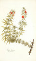 Celsia linearis - Nikolaus Joseph Freiherr von Jacquin — artwork view