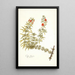 Celsia linearis - Nikolaus Joseph Freiherr von Jacquin — framed artwork on a wall