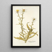 Centaurea verutum - Nikolaus Joseph Freiherr von Jacquin — framed artwork on a wall