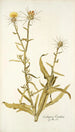 Centaurea verutum - Nikolaus Joseph Freiherr von Jacquin — artwork view