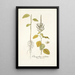 Chenopodium caudatum - Nikolaus Joseph Freiherr von Jacquin — framed artwork on a wall