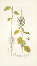 Chenopodium caudatum - Nikolaus Joseph Freiherr von Jacquin — artwork view