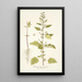 Chenopodium guineense - Nikolaus Joseph Freiherr von Jacquin — framed artwork on a wall