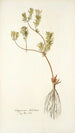 Chrysocoma dichotoma - Nikolaus Joseph Freiherr von Jacquin — artwork view