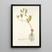 Chrysocoma dichotoma - Nikolaus Joseph Freiherr von Jacquin — framed artwork on a wall
