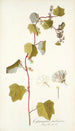 Cissampelos smilacina - Nikolaus Joseph Freiherr von Jacquin — artwork view