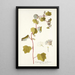 Cissampelos smilacina - Nikolaus Joseph Freiherr von Jacquin — framed artwork on a wall