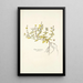 Cistus canariensis - Nikolaus Joseph Freiherr von Jacquin — framed artwork on a wall