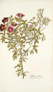 Cistus cretensis - Nikolaus Joseph Freiherr von Jacquin — artwork view