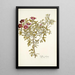 Cistus cretensis - Nikolaus Joseph Freiherr von Jacquin — framed artwork on a wall