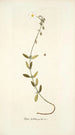 Cistus foetidus - Nikolaus Joseph Freiherr von Jacquin — artwork view
