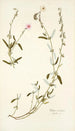 Cistus mutabilis - Nikolaus Joseph Freiherr von Jacquin — artwork view
