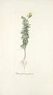 Cistus syriacus - Nikolaus Joseph Freiherr von Jacquin — artwork view