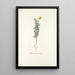 Cistus syriacus - Nikolaus Joseph Freiherr von Jacquin — framed artwork on a wall