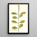 Citharexylum erectum - Nikolaus Joseph Freiherr von Jacquin — framed artwork on a wall