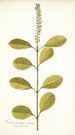 Citharexylum erectum - Nikolaus Joseph Freiherr von Jacquin — artwork view