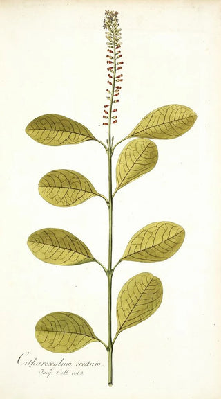 Nikolaus Joseph Freiherr von Jacquin - Citharexylum erectum.webp