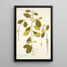 Citharexylum villosum - Nikolaus Joseph Freiherr von Jacquin — framed artwork on a wall