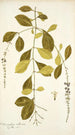 Citharexylum villosum - Nikolaus Joseph Freiherr von Jacquin — artwork view