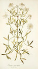 Clematis angustifolia - Nikolaus Joseph Freiherr von Jacquin — artwork view
