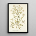 Clematis angustifolia - Nikolaus Joseph Freiherr von Jacquin — framed artwork on a wall