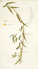 Commelina longicaulis - Nikolaus Joseph Freiherr von Jacquin — artwork view